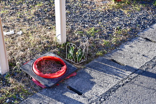 DSC_1334.JPG