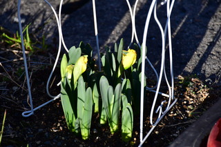 DSC_1337.JPG