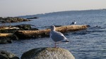 IMGP9236.jpg